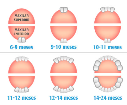 Resultado de imagen de APARICION DE LOS PRIMEROS DIENTES